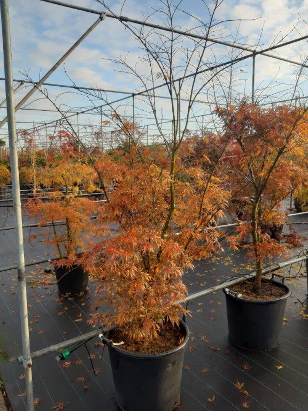 Acer pal. 'Sumi-nagashi' - C70 175-200 CM